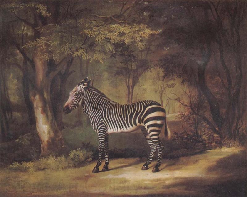 George Stubbs A Zebra Germany oil painting art